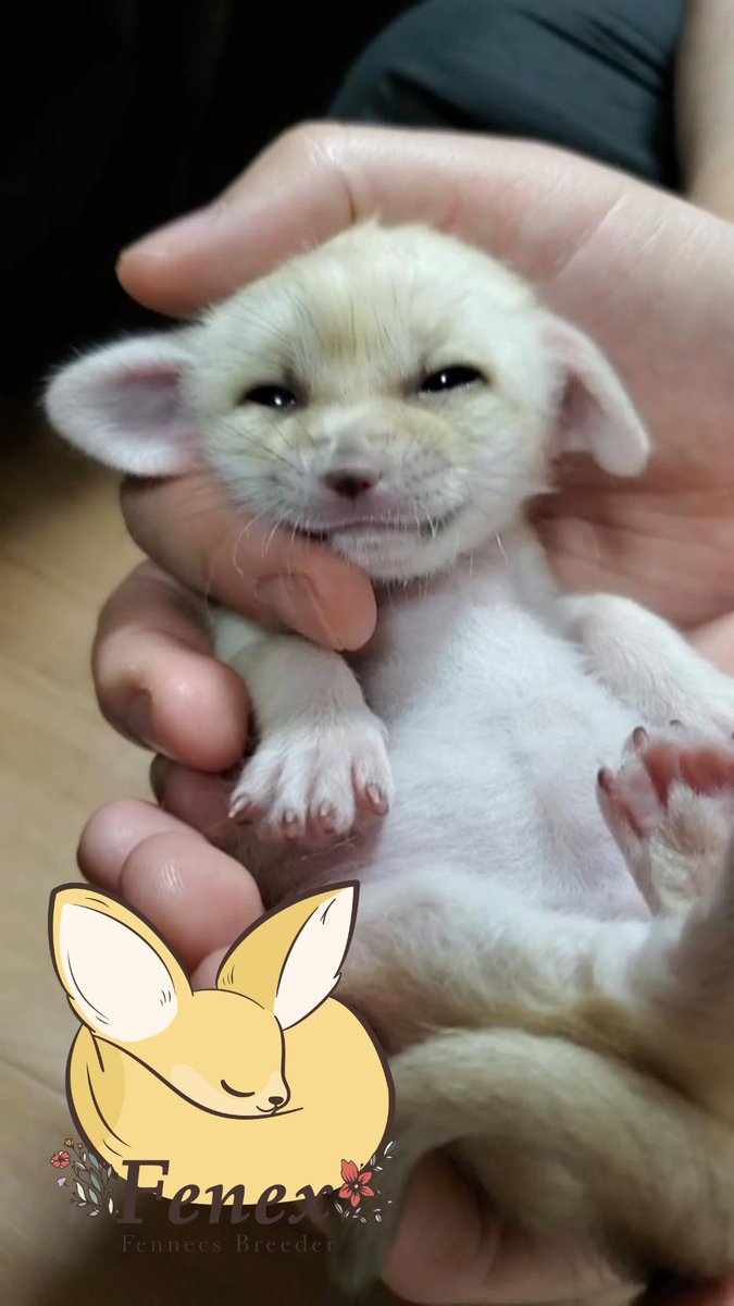 フェネックス】Fennec Fox 🦊フェネック🦊動物🦊 (@fenex_osaka