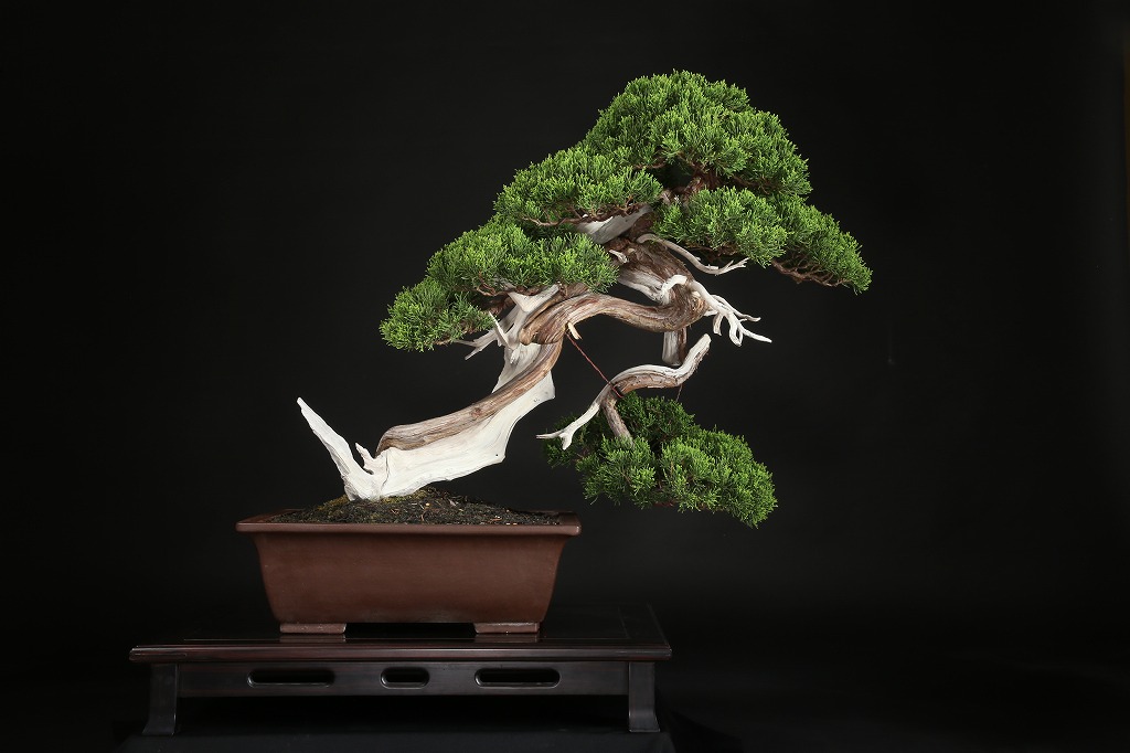 白交趾(水盤)　植木鉢 nyb0067 和鉢 黄蘭窯 白交趾釉外縁撫角長方鉢 横幅33