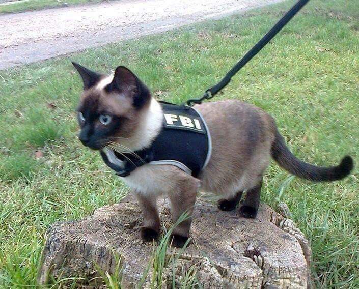 paw &amp; order