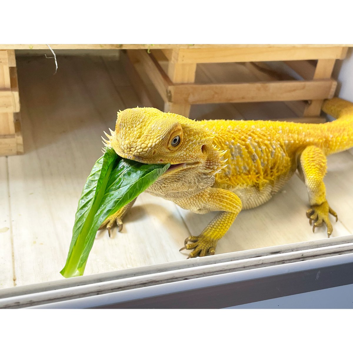 むしゃむしゃ小松菜タイム🥬