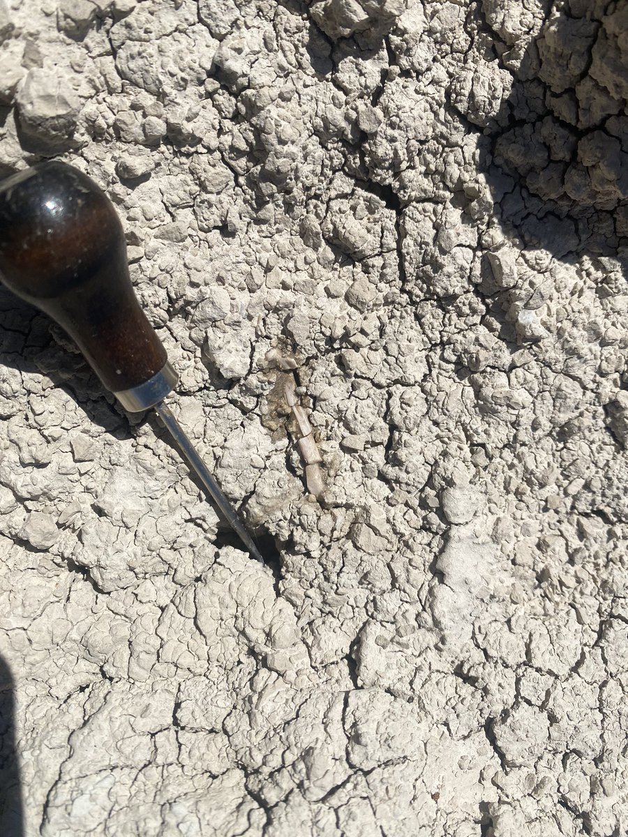 Megan Whitney tweet media