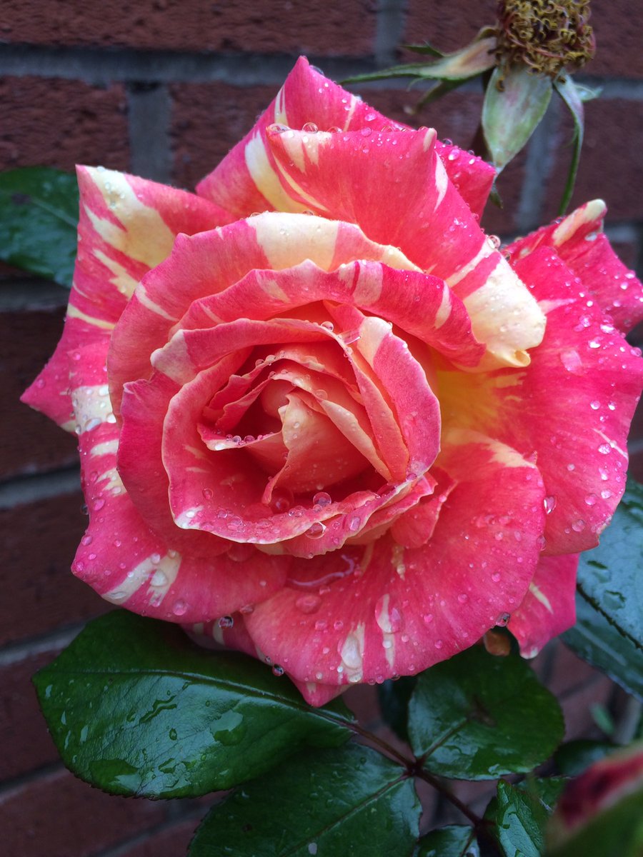 Jewena Roses PJ's Jewellers (@PJsJewellers) / Posts / X