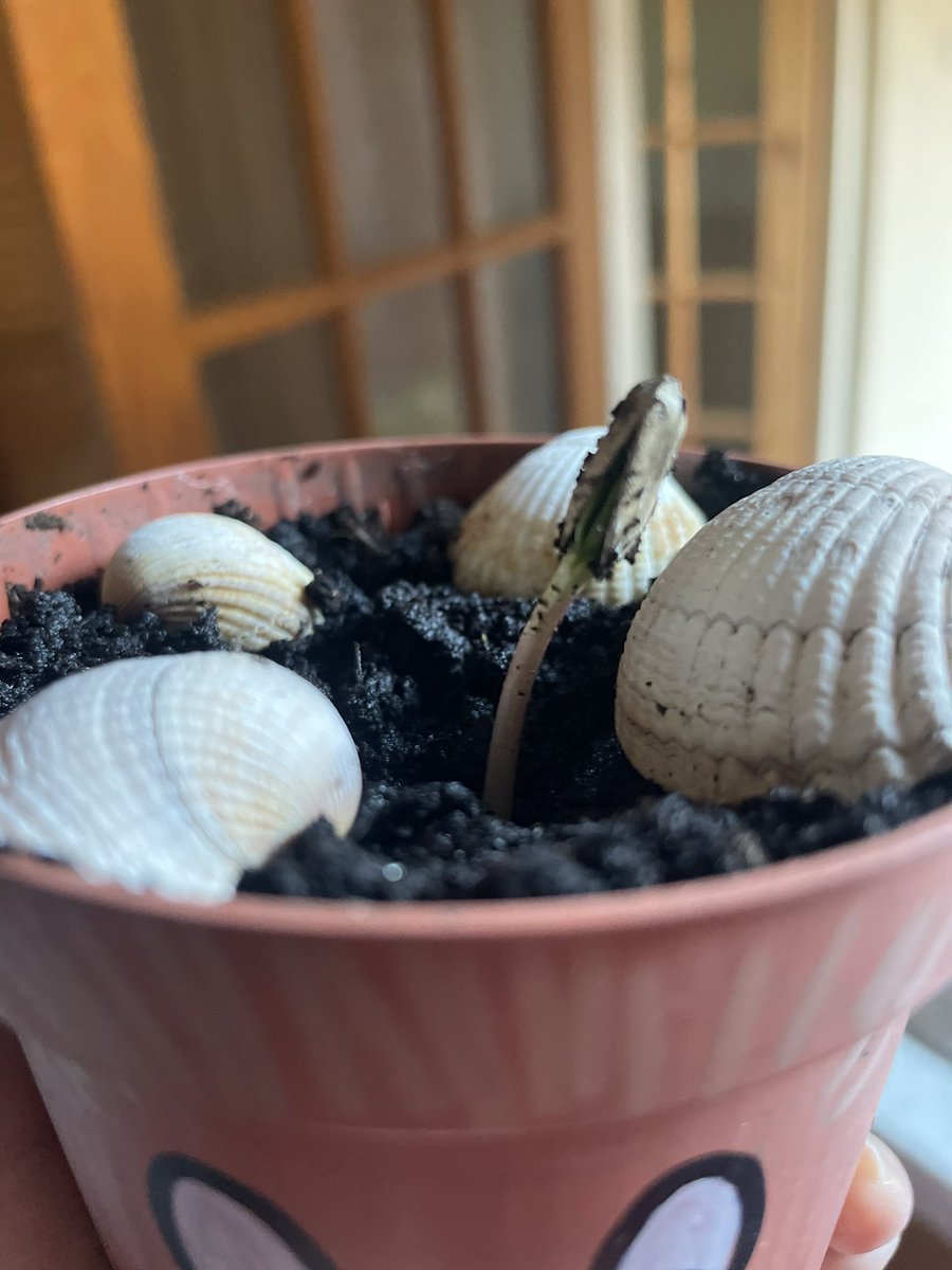 George’s sunflower is growing nicely 🌻 <a href="/school_ws/">WIlliamStockton</a> <a href="/rdws19/">@rd_ws</a>