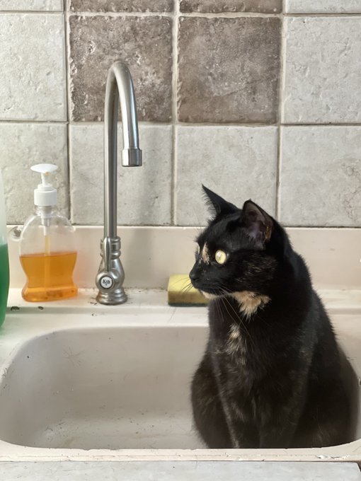 Watch Veggie ASMR's leaked NSFW photo on TwXstars