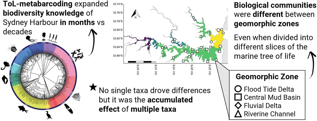 "Tree of Life" metabarcoding boosted our knowledge on the spatial distribution of marine biodiversity in bustling Sydney Harbour.  We also suggest this can be used to expand #eDNA monitoring in other urbanized estuaries or Sydney Harbour in future.

sciencedirect.com/science/articl…