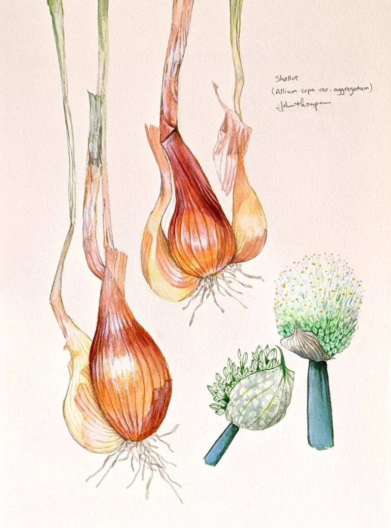 Hoy es óctidi 8 de messidor del año CCXXXI día de la chalota, escalunya, tipulatx o chalote.