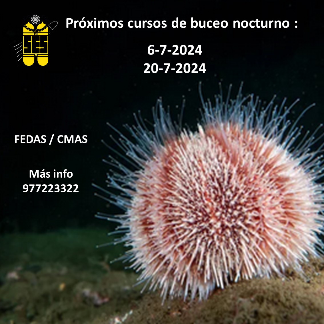 Propers cursos d'especialitat en busseig nocturn: 6-07-2024 i 20-07-2024. Més informació: 977223322
••••
Próximos cursos de especialidad en buceo nocturno: 6-07-2024 y 20-07-2024. Más información: 977223322
#sestarragona