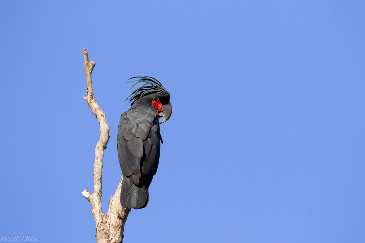 One of the most spectacular birds I've ever seen, the Palm Cockatoo is an enigmatic and charismatic bird of Cape York. 
They have elaborate displays during the breeding season, often using sticks to drum against trees to attract a mate. 
#palmcockatoo #capeyork