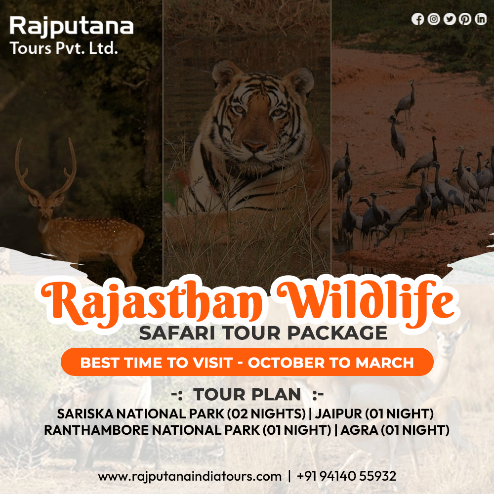 rajputnatours's tweet photo. 🌿 Rajasthan Wildlife Safari Tour Package 🌿

Best Time to Visit: October to March

📞 Contact Us: +91 9414055932
🌐 Website: https://t.co/4G6v2mfCxW
.
.
.
#RajputanaIndiaTours #RajasthanWildlife #SafariTour #WildlifeSafari #TravelRajasthan #NatureLovers #WildlifePhotography https://t.co/Z3sgNUsIsR