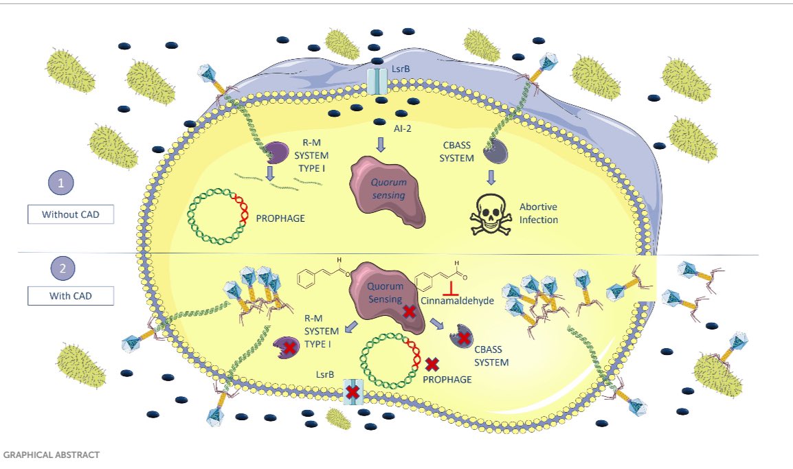 María Tomas (María del Mar Tomas) (@mariadelmartom) on Twitter photo 🎉🎉Congrats #AntonioPujante for the first paper thesis about Innovation #Phagetherapy and QSinhibitors #MicroTM <a href="/InesBleriot/">Ines Bleriot</a> <a href="/OPacios/">Olga Pacios</a> <a href="/LauraFerGarBact/">Laura Fernández-García</a> #LuciaBlasco <a href="/luciaarman97/">Lucía🌸</a> <a href="/ClaraIbarguren/">Clara Ibarguren</a> frontiersin.org/journals/micro… #SomosChuac 👉 🎉🎉Congrats #AntonioPujante for the first paper thesis about Innovation #Phagetherapy and QSinhibitors #MicroTM <a href="/InesBleriot/">Ines Bleriot</a> <a href="/OPacios/">Olga Pacios</a> <a href="/LauraFerGarBact/">Laura Fernández-García</a> #LuciaBlasco <a href="/luciaarman97/">Lucía🌸</a> <a href="/ClaraIbarguren/">Clara Ibarguren</a> frontiersin.org/journals/micro… #SomosChuac 👉
