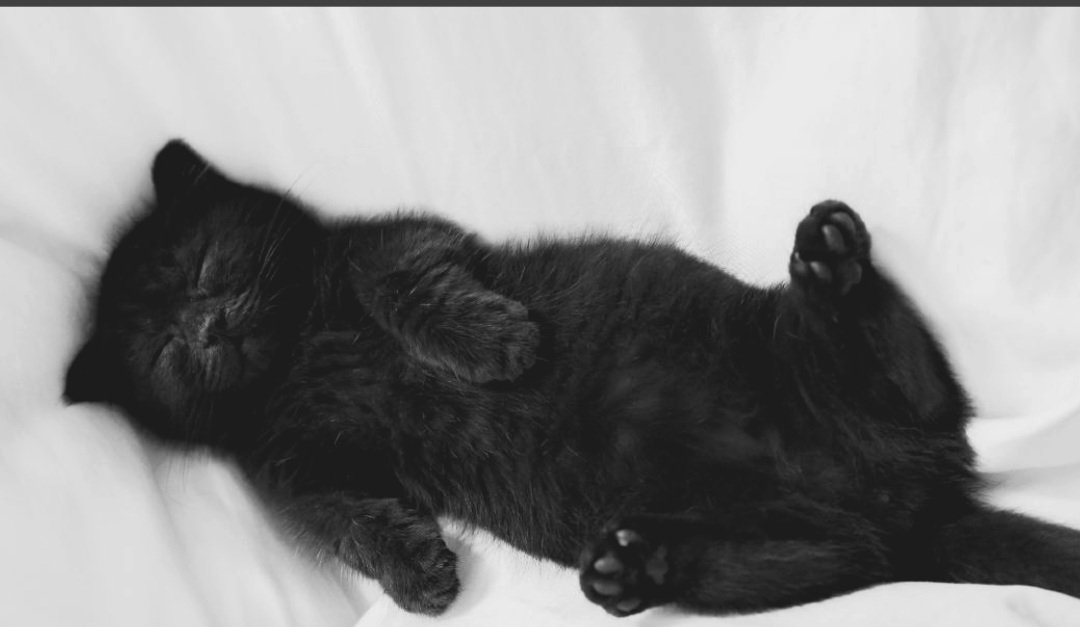 Tips om je te helpen de hitte te doorstaan.
puurkatten.nl/tips-om-je-kat…