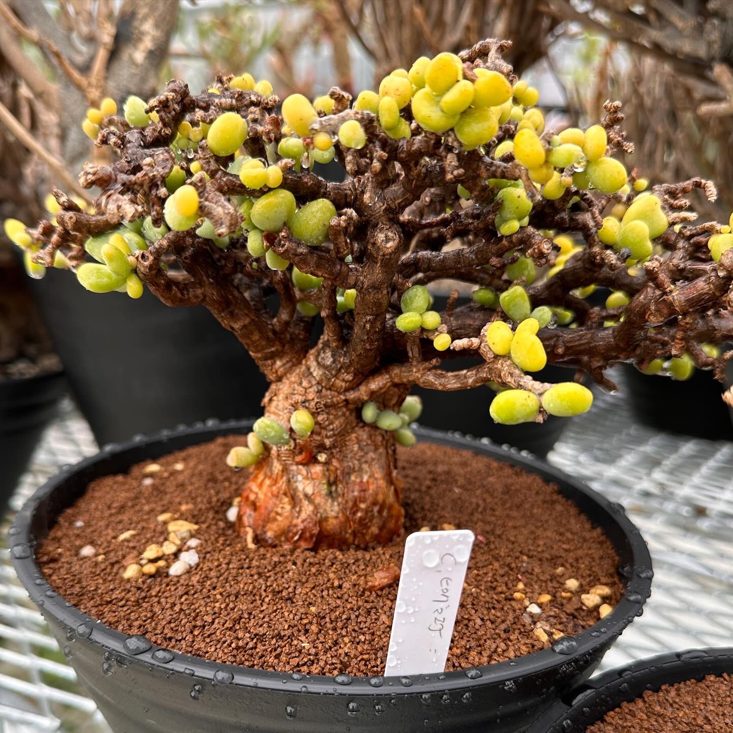 発根済み 現地球 最高美株 ユーフォルビア ギラウミニアナ プラント