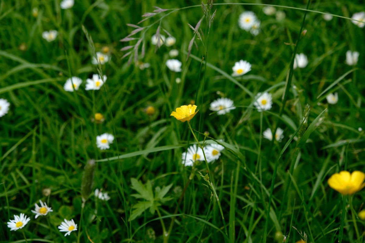 ParksNewcastle's tweet image. May's 'Let it Grow' campaign saw relaxed grass cutting across the parks in order to give nature a chance to thrive. 

It's our 3rd year taking part in #nowmowmay  &amp;amp; we'd love to hear your feedback to help us improve for next year. 

Get in touch here: urbangreennewcastle.org/get-in-touch/