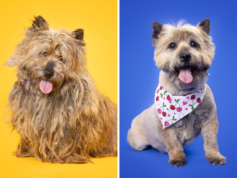 snout_in's tweet image. Top Five stories
1) thesnout.in/2024/06/24/bel…
2) thesnout.in/2024/06/23/fro…
3) thesnout.in/2024/06/22/5-t…
4) thesnout.in/2024/06/23/coc…
5) thesnout.in/2024/06/20/sma…

#topread #stories #houston #PetServices