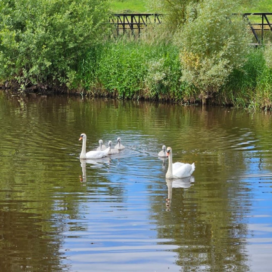 REABradyEstate's tweet image. Our favourite feathered family were spotted out and about yesterday Sunday afternoon 🦢🦢#reabradyestate #swanlife #riverwalk #leitrimvillage #countyleitrim #featheredfamily #parentsonduty #aquickpaddle #familypicture