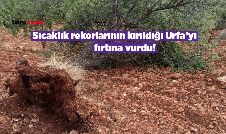 urfadasin's tweet image. Bozova İle Birecik'te Fıstık Ağaçları da Fırtınadan Nasibini Aldı 

urfadasin.com/bozovada-fisti… 

#Urfa #sanliurfa #birecik #bozova #fırtınavurdu #kasırga
