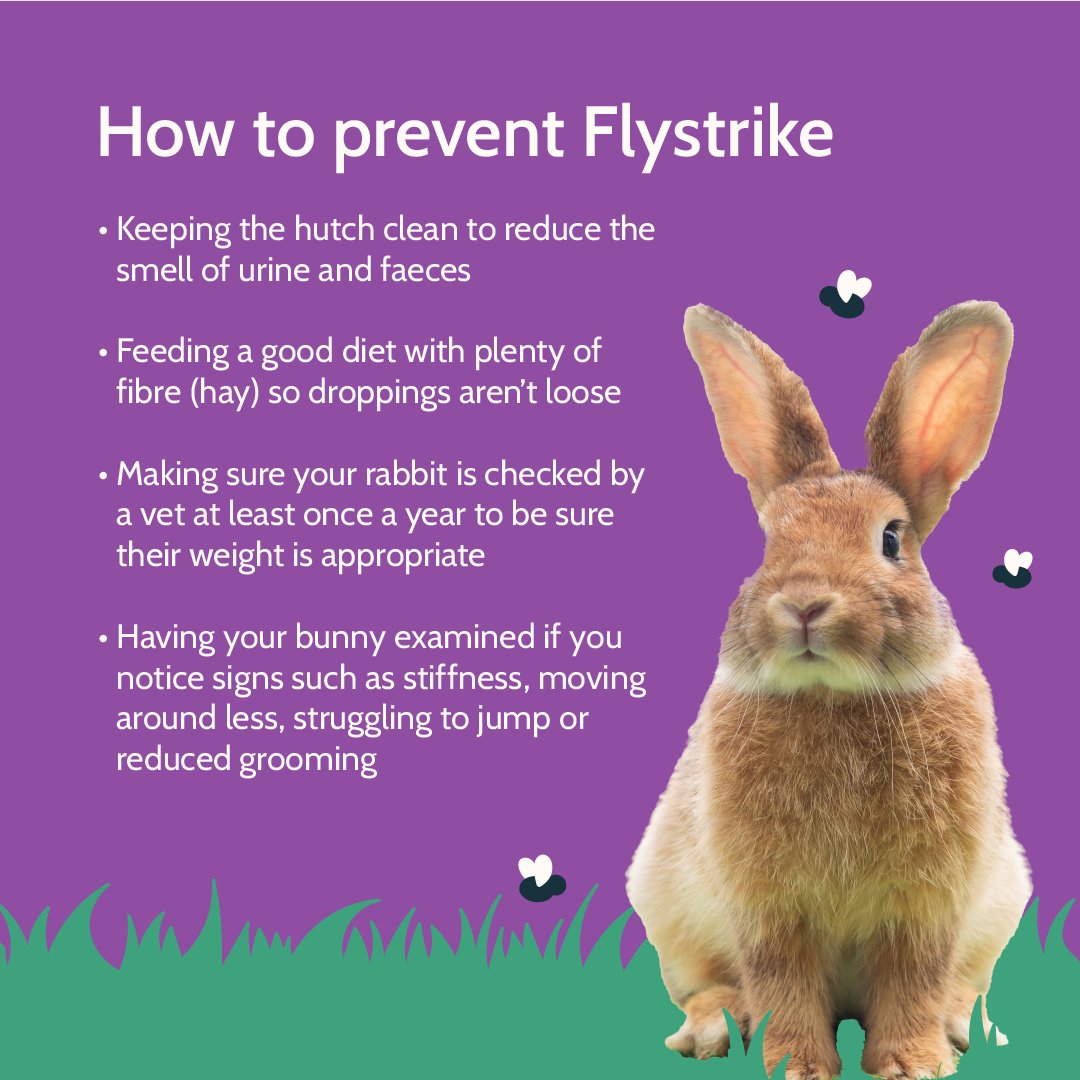 How to Groom a Rabbit to Prevent Flystrike: Essential Tips