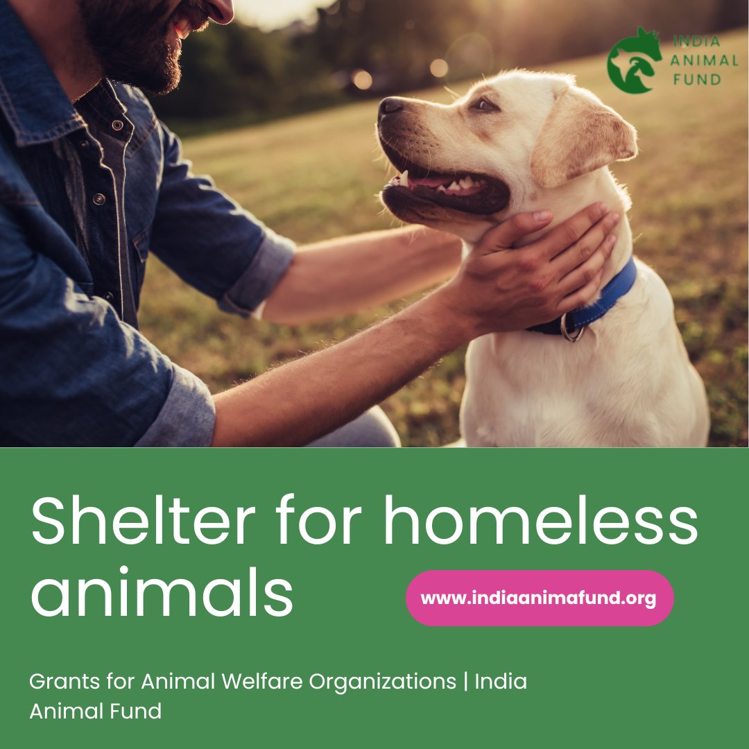 IndiaAnimalFund tweet media