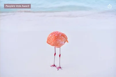 Real photo wins in an AI competition. milesastray.com/news/newsflash…