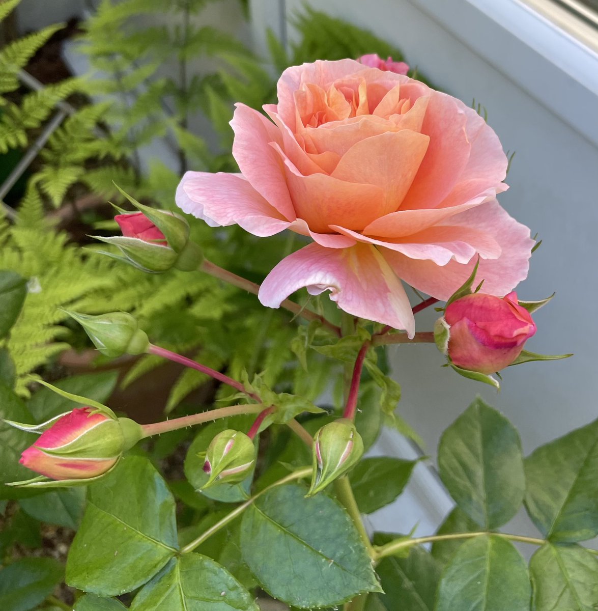 rosesukroses's tweet image. Rose of the Year 2022 ‘It’s A Wonderful Life’ - never disappoints. 
Have a good week everyone, take care, stay safe. 😎
#CheeringUpMondays #roses #roseoftheyear #GardeningX 
@kgimson @loujnicholls