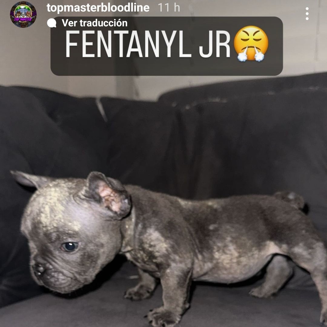 Nihilloligasan(2) (@officialteol) on Twitter photo 