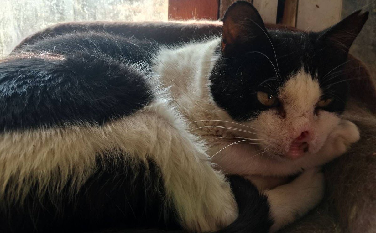 Así de bien está Federico, gordito, comiendo y disfrutando. Querían dormirlo. Se le dieron sesiones de electro quimioterapia y así está el pequeño, en una residencia. Nunca tiramos la toalla con ellos, siempre que haya esperanza🥺🙏 #gatos #FF #CatsOfTwitter #Fuengirola #marbella
