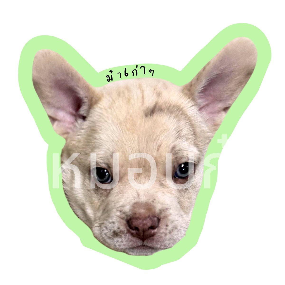 さっちゃん 🩵🪽 tweet media