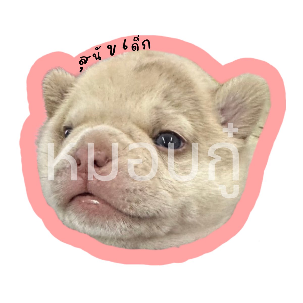 さっちゃん 🩵🪽 tweet media