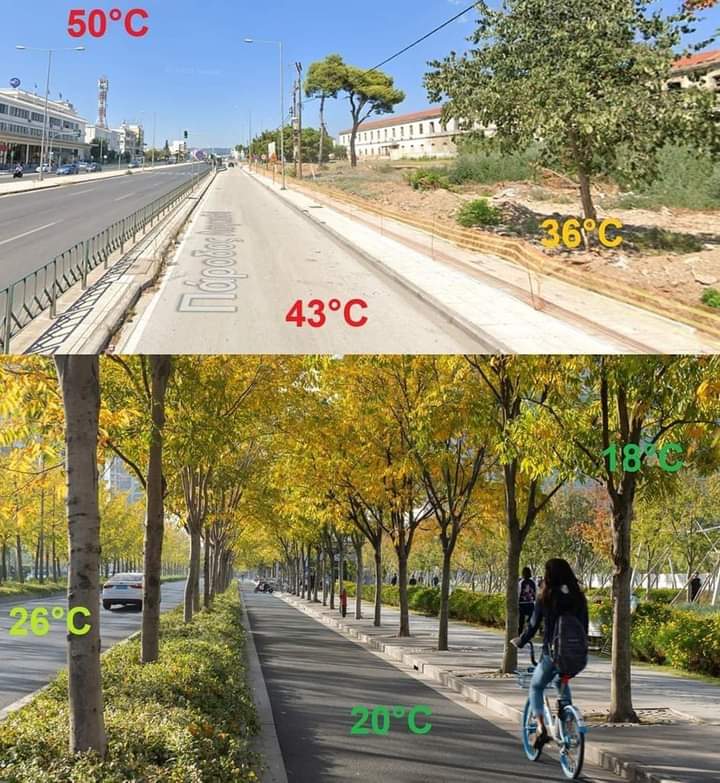 GlobalImpact_AM's tweet photo. No human deserves to die of heat-related death, not even livestock!

We need trees to reduce the increasing incidences of high heat wave casualties. https://t.co/AaLqdFQbxG