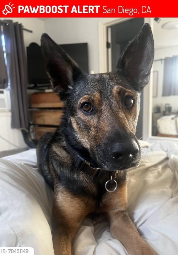 ChloeJanda's tweet photo. PLEASE HELP FIND LOST DOG
Theo was LOST on June 23, 2024 in San Diego, CA 92115 near El Cajon Blvd &amp; College Ave

German shepherd Malinois mix. Jumped out of the car after someone crashed into us. He took off running because he was scared. #lostdog #sandiego #lamesa https://t.co/l1kouvs7mG