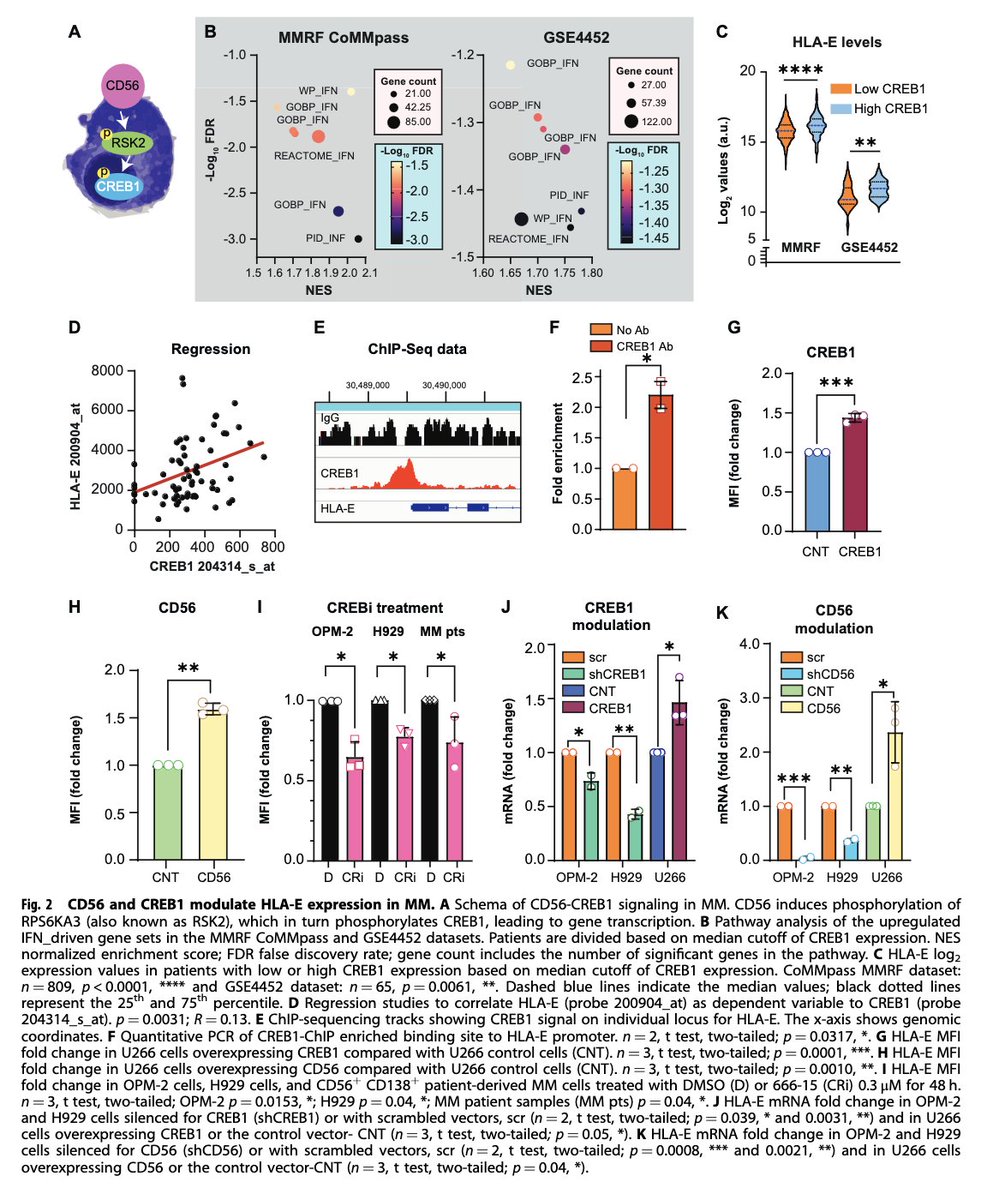 Myeloma_Doc's tweet photo. #Myeloma Paper of the Day: CREB1 promotes expression of immune checkpoint HLA-E, which binds to natural killer group 2A (NKG2A) inhibitory NK signal signal, leading to immune escape in multiple myeloma: https://t.co/LUOWgxVO2w. https://t.co/thkV6NPrDo