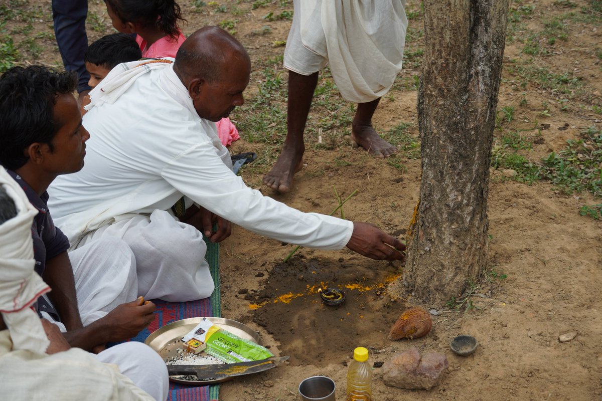 effkanha's tweet photo. The Saja tree signifies life and fertility. It helps feel connected to something greater than oneself. 
The Baiga believe in the protective and nurturing powers of the seven Thakur Devs. To connect with these gods, they offer seven chickens, one for each Dev. 

#LearnWithEFF https://t.co/cymuOyW6Dn