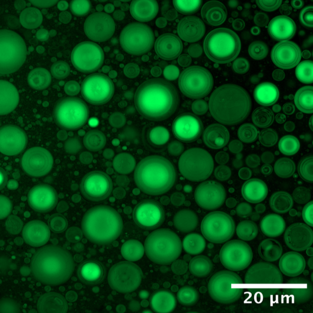 Frederi16499052's tweet photo. This looks incredible!! Self-division of a protocell model https://t.co/VYiiqgnNxA…… #originoflife
@ScienceNews
@ChemRxiv @astrobiology
@21stScience
@ScienceChannel
@PopSci
#science #naturelife #NatureInspired #protocells #protocell #discover #cellbiology
@Harvard_Origins https://t.co/da5kiopWk5