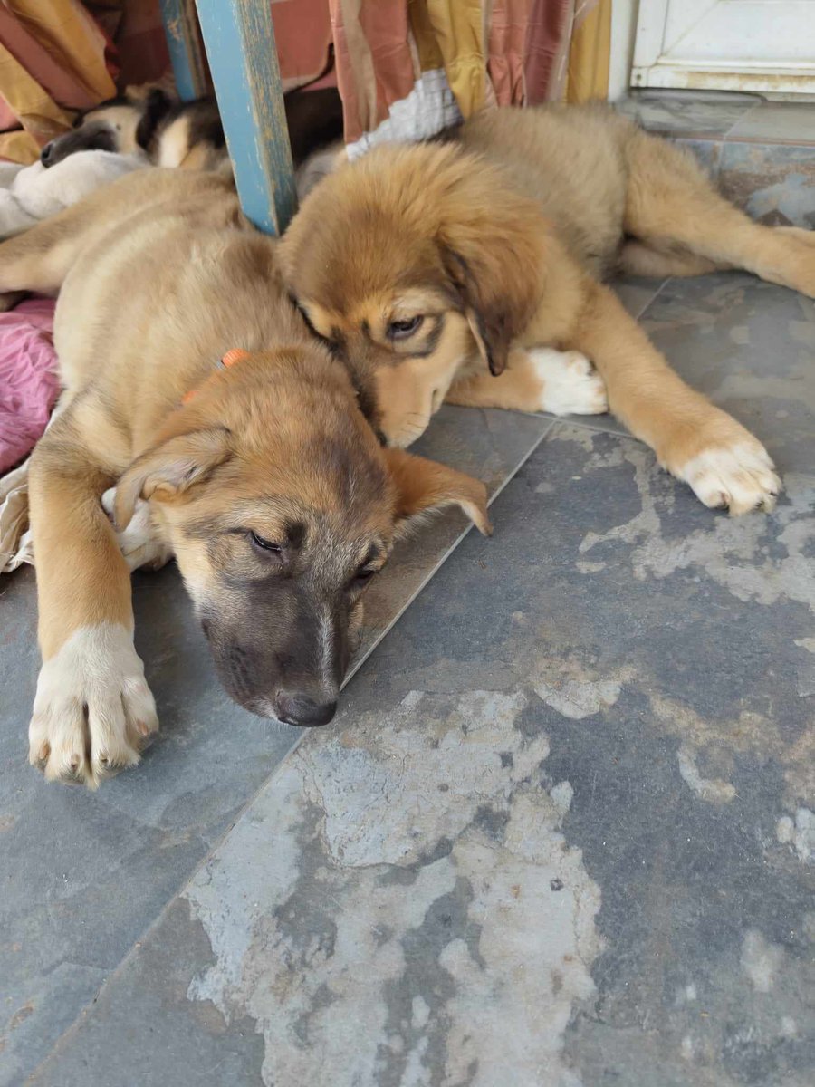 x_bujor_x's tweet photo. throwback to last year when the giant babies were... less than 3 months old haha #romaniandogs #swedishcitizens https://t.co/2bPRKKMp4g
