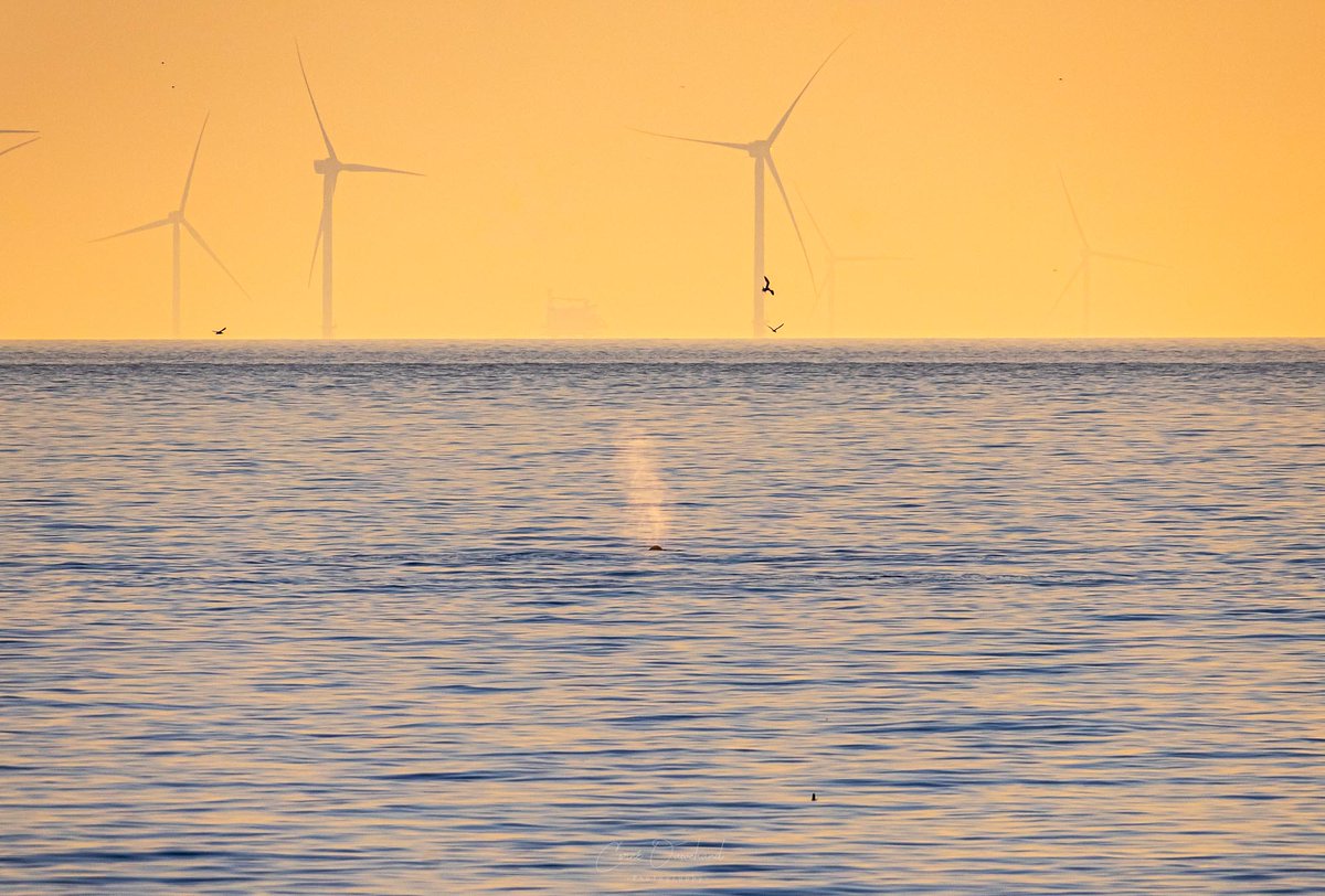 DNachtfotograaf's tweet photo. #bultrug voor de kust van #noordwijk gisteravond. Wordt al enkele dagen gespot voor de Nederlandse kust! Lijkt in goede gezondheid.
#weerfoto #bultrug #walvis #sprong #splash @freekvonk @BuienRadarNL @helgavanleur @Nature https://t.co/BjgAh0FSjN