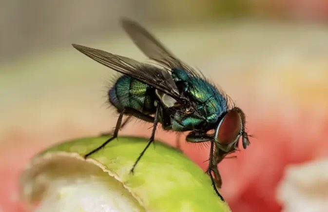 pragnalkrupa's tweet image. Catch a fly, not an infection

Think twice before you pick up roadside food seen around houseflies. With this uncatchable creature, you might end up inviting food and water-borne #infections.

#housefly #waterborneinfections #foodborneinfections #fly 

 happiesthealth.com/articles/infec…