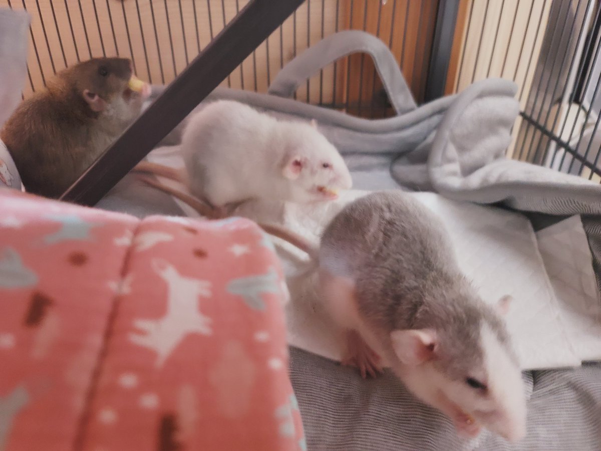 간식타임~
#로떡이 #라떡이 #리떡이