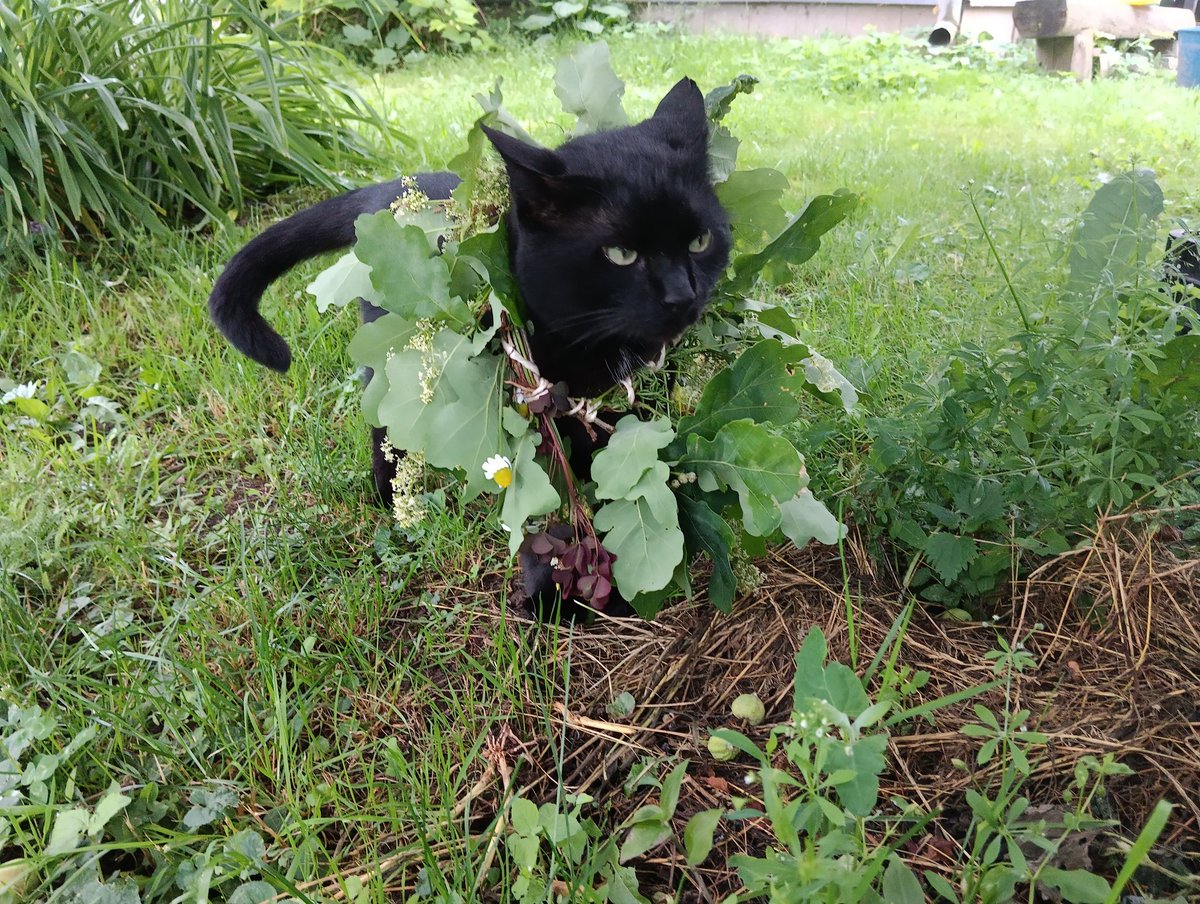 Melnis arī Jāņus svin! Ņau!