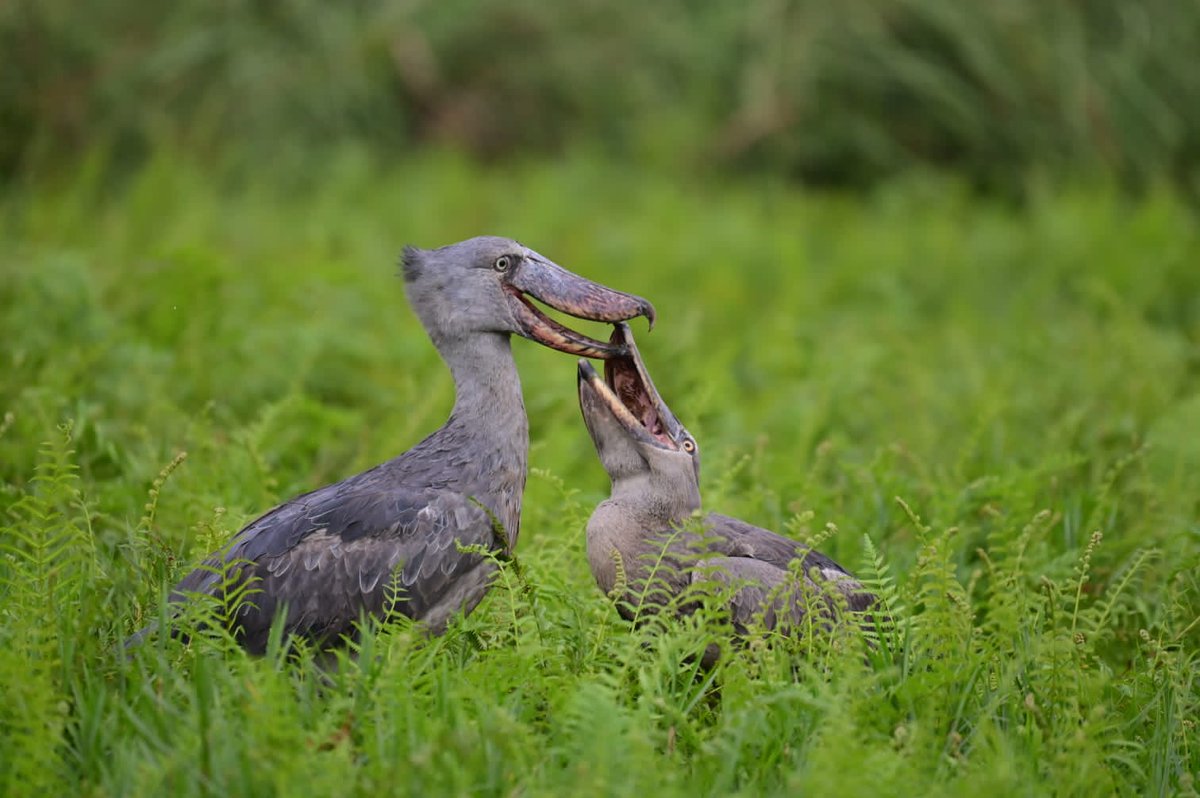 Kwikiriza_Jed's tweet photo. And what's that amazing fact do you know about this bird?? Visit the pearl of Africa for an amazing #Educationaltrip #Tourismknowledge and much more. .@_blaise250 .@AliBisharo .@annmarievazja .@SharmeenHusain .@SocJillian .@MARTHA_CAN2 .@GretaBucyte .@Lud_Kuc .@MusinguziElly1 https://t.co/0323kVYLUd