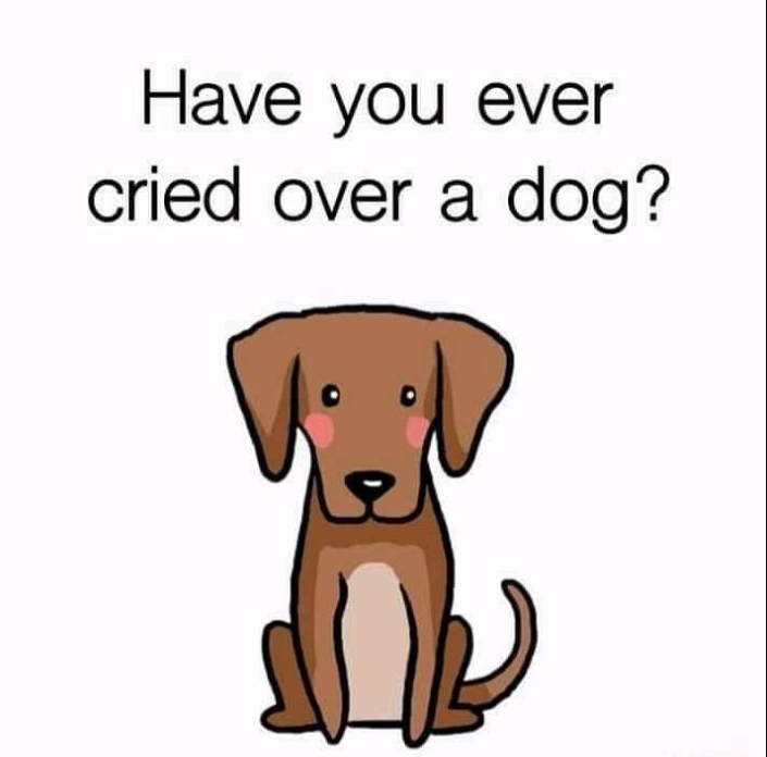 𝕏 Dogs tweet media