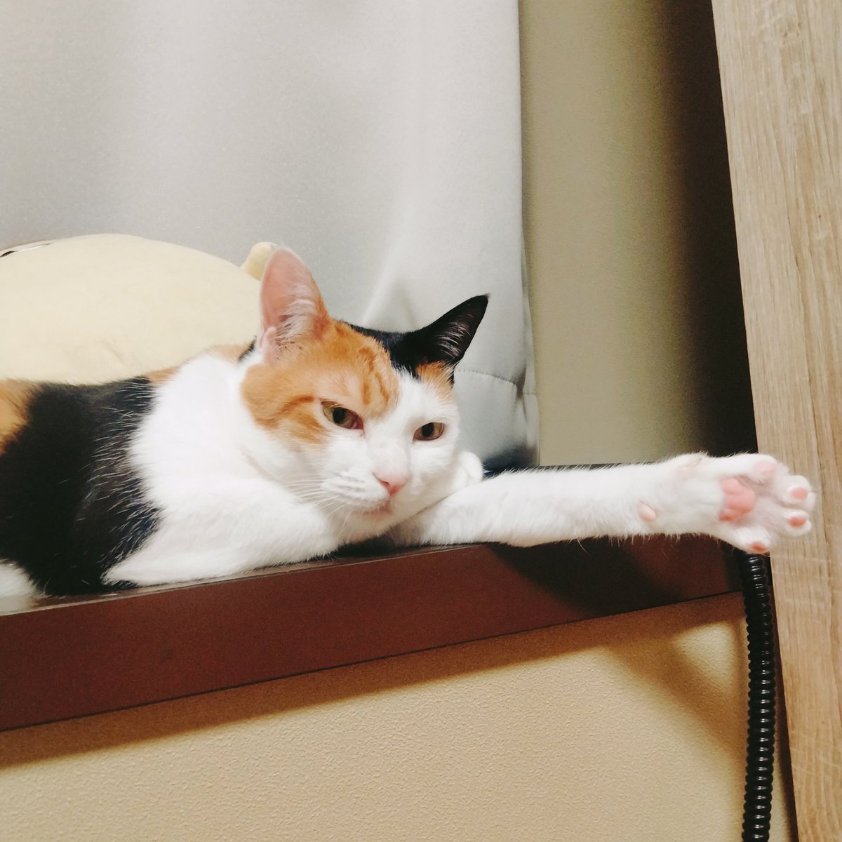 ism274's tweet photo. 肉球=͟͟͞͞( ˙꒳​˙)ｻｯ🐾 https://t.co/60nrekbd3d