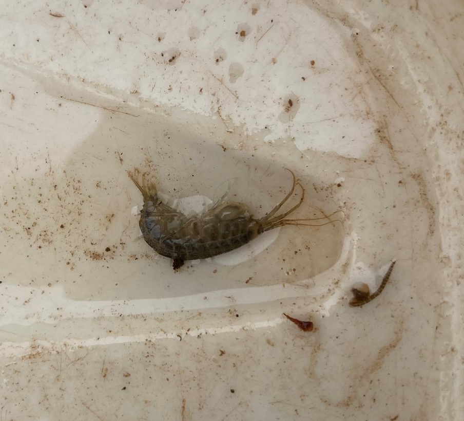 Killer and Demon Shrimp are two Invasive Non-Native Species that are reducing the diversity of our watercourses. Take a look at our latest blog to learn more about them and to find out what to do if you happen to see them: nottsbag.org.uk/.../invasive-s… 🦐