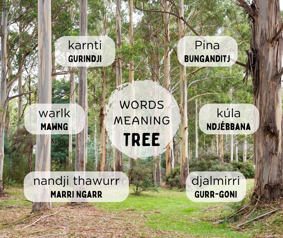 RUIL Unimelb (@indiglang) on Twitter photo Here are six words for tree in six Indigenous languages.
Listen and learn at the 50 Word Project link below. 50words.online/languages #LearnLanguages #IndigenousLanguages
<a href="/ArtsUnimelb/">Faculty of Arts</a>
<a href="/IKI_Unimelb/">Indigenous Knowledge Institute</a> Here are six words for tree in six Indigenous languages.
Listen and learn at the 50 Word Project link below. 50words.online/languages #LearnLanguages #IndigenousLanguages
<a href="/ArtsUnimelb/">Faculty of Arts</a>
<a href="/IKI_Unimelb/">Indigenous Knowledge Institute</a>