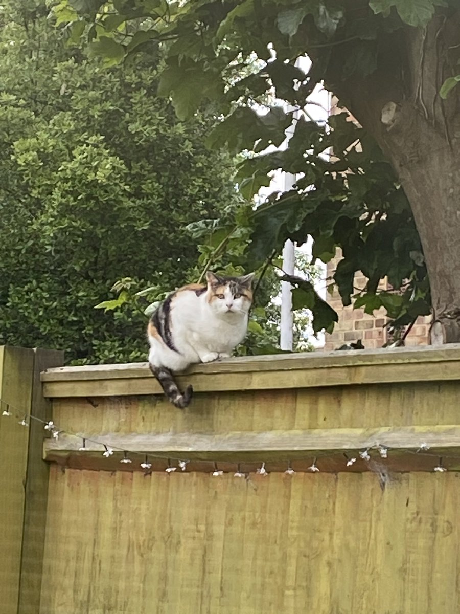 MargeyS09's tweet image. Quick early morning #FAB and #RUSTLE shifts good 360 deg view up here @hedgewatch have a good week. No sign of the sun yet 😻🐾