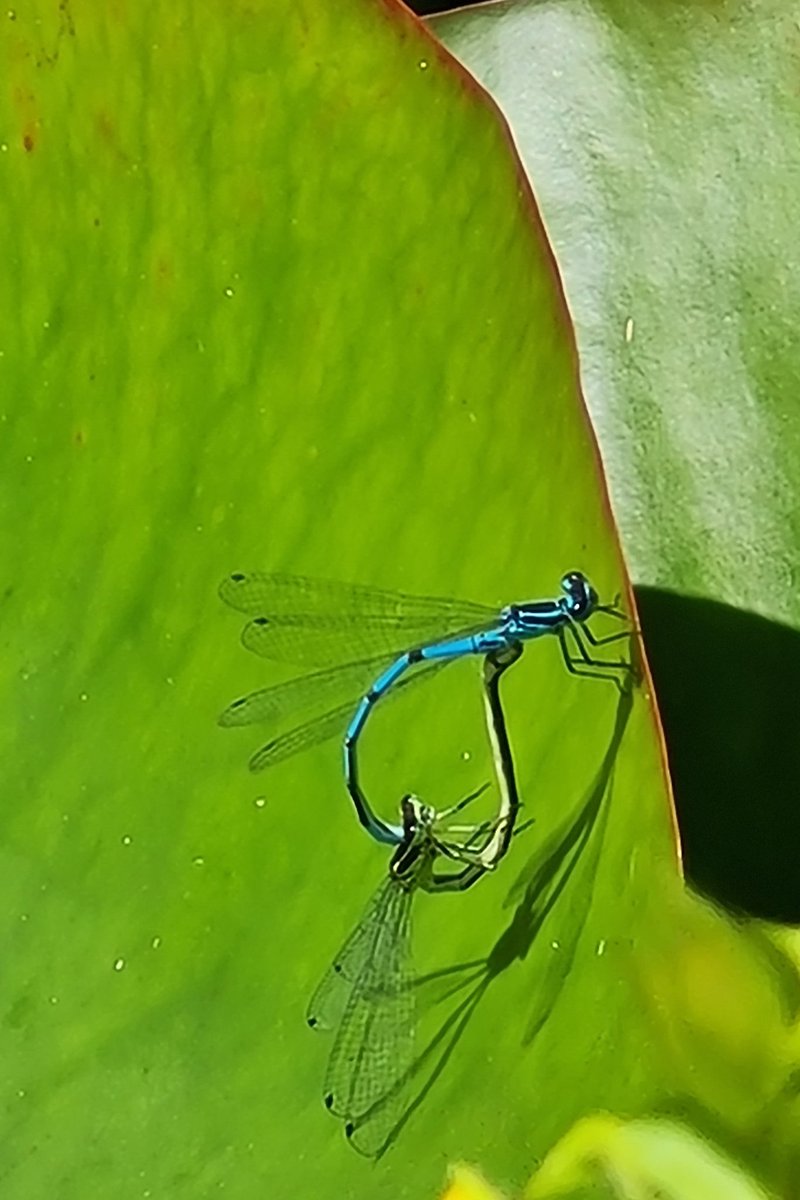 Damselflies on a waterlily pad. 💕