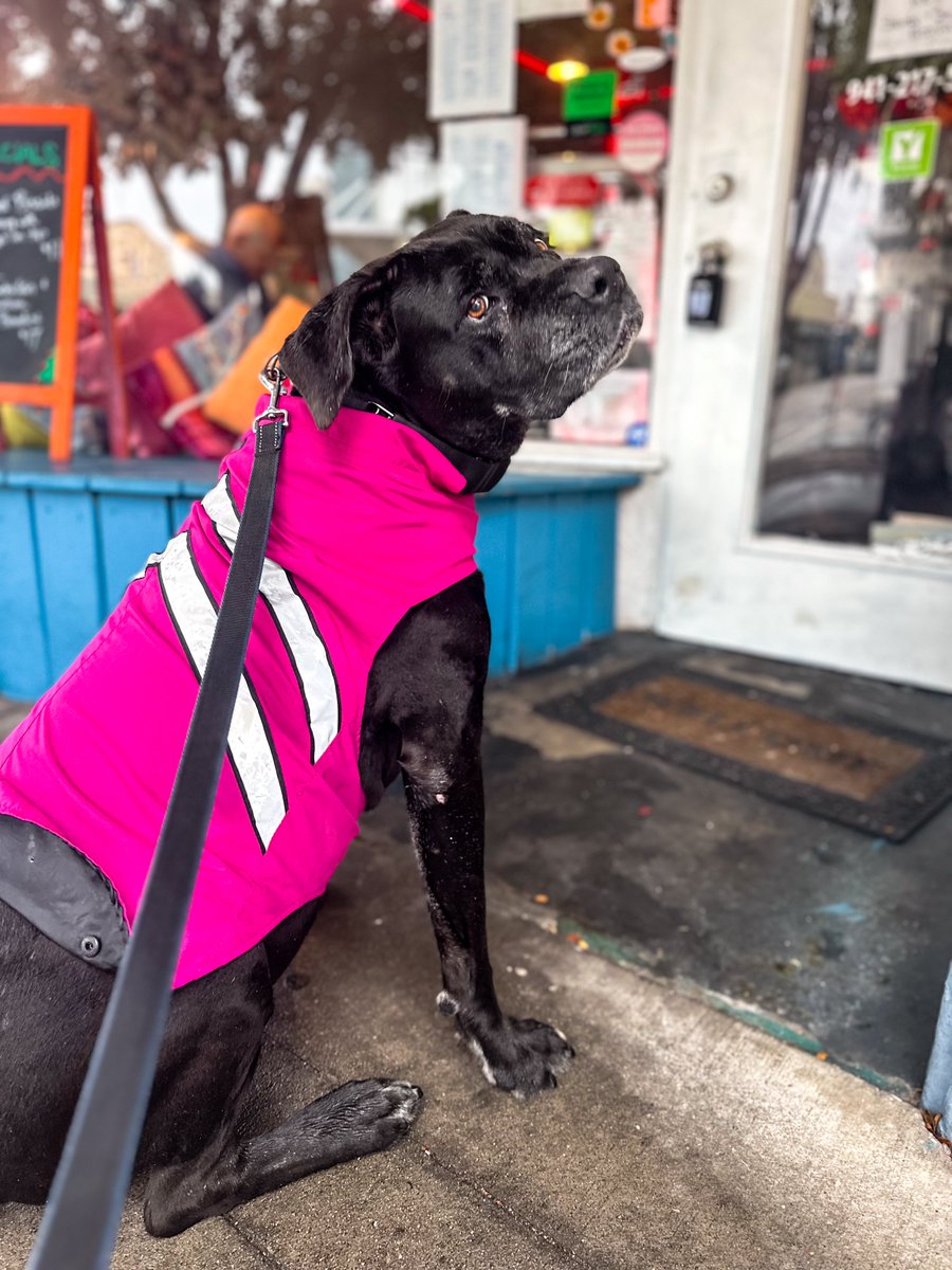 Myrtle having a blast on a walk downtown!

#Myrtle #family #love #leaders #knowledge #champion #mindset #businessconsulting #consulting #business #consultant #coaching #entrepreneur #management #doglover #dogdad #doglife #floridalife