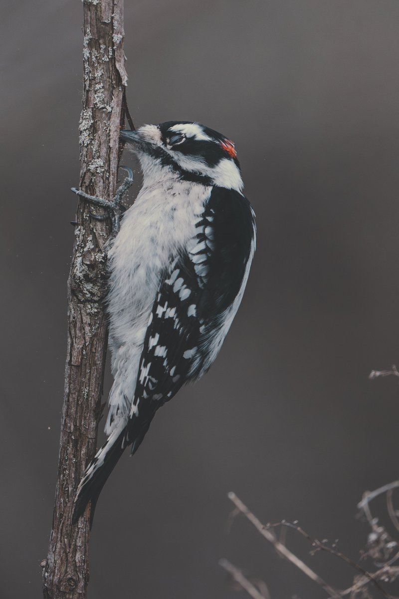 Woodpecker doing what they do best #birdphotography #wildlifephotography