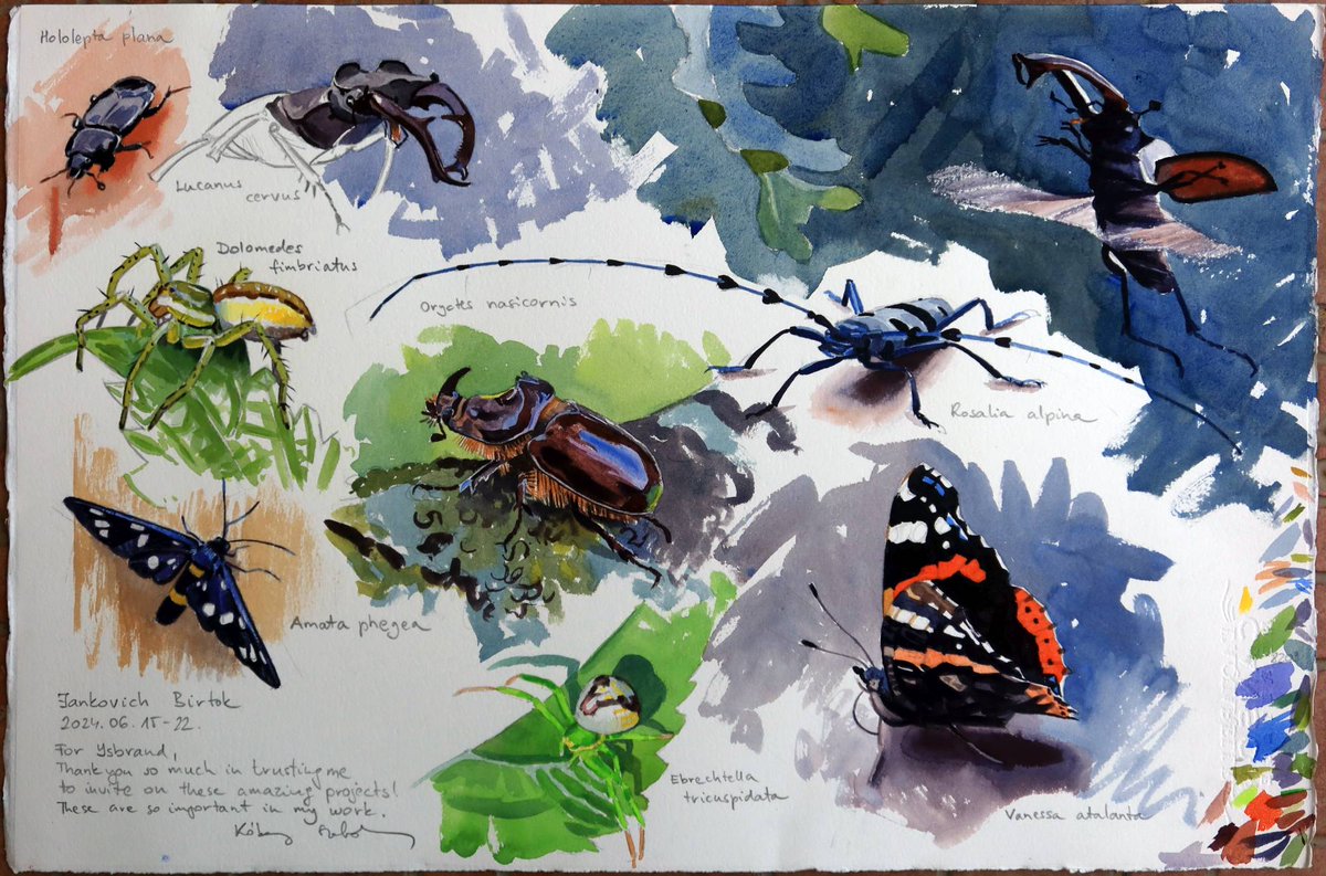 kokayart's tweet image. I've spent a week in SW Hungary with Italian and German wildlife artists. We had a great time in an area extremely rich in biodiversity. Here's a watercolour montage of the more interesting invertebrates I saw. The Stag beetle bit my finger so hard, almost punctured my skin.