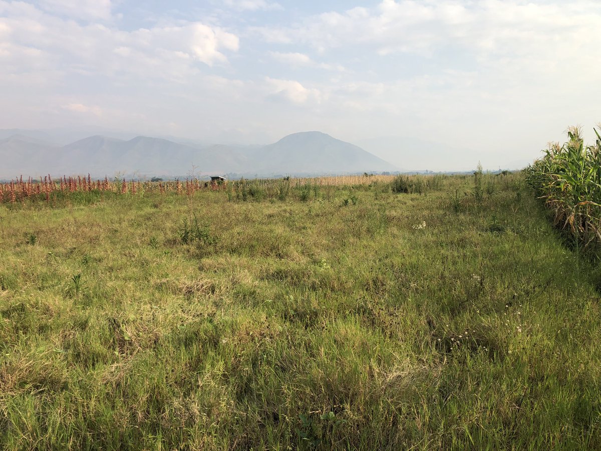 NdeloFresh's tweet photo. DAY 37
Securing & gazetting MORE land for what we’ll call PHASE 7-LOT 1
“The future belongs to those who believe in the beauty of their dreams”~Eleanor Roosevelt
#TOF
#FeedingAfrica
#faith
#toolatetofail
#Organicfaming
Dare to believe🌱 https://t.co/j7pYTKzKvG