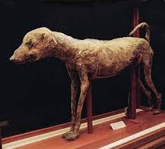 DogsHistorian's tweet photo. On the ancestry of #Sloughi #hound as actor in ancient #Egypt and what i wrote in my #books #dogs #pets #puppy #archaeology #art #history https://t.co/p4YwZWaVTM